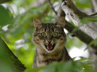 chat agressif